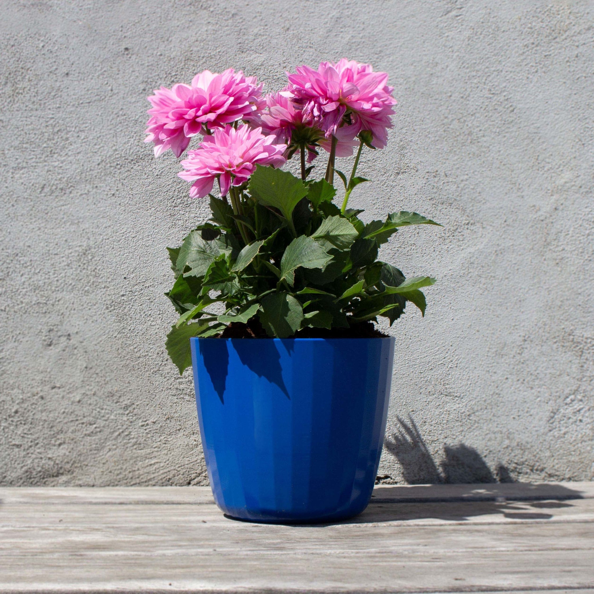 Berta - Flowerpot