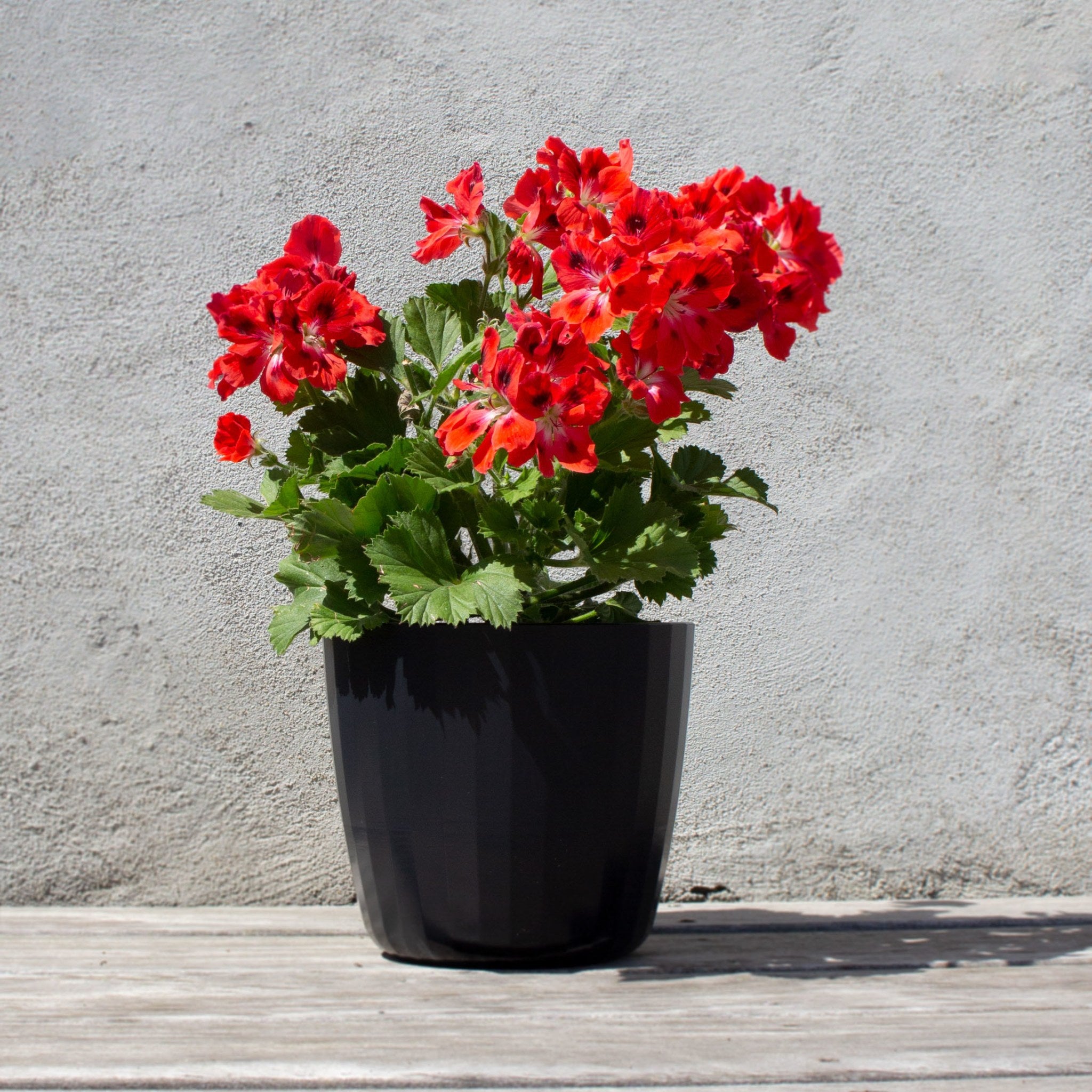 Berta - Flowerpot